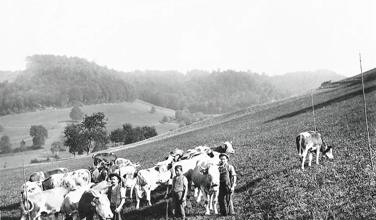 Weidegang am Neuhuser 1900 